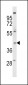 FPRL2 Antibody (Center)